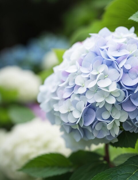 Selective focus shot of Hydrangea flower attached to the branch at daytime