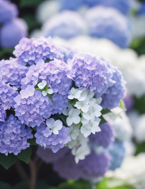 Selective focus shot of Hydrangea flower attached to the branch at daytime