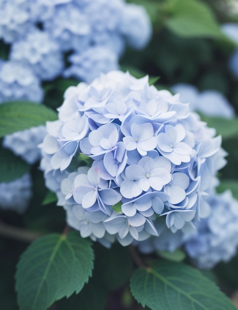 昼間に枝に付いたアジサイの花の選択焦点ショット