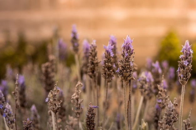 Selective focus shot of Lavanda field on a sunny day