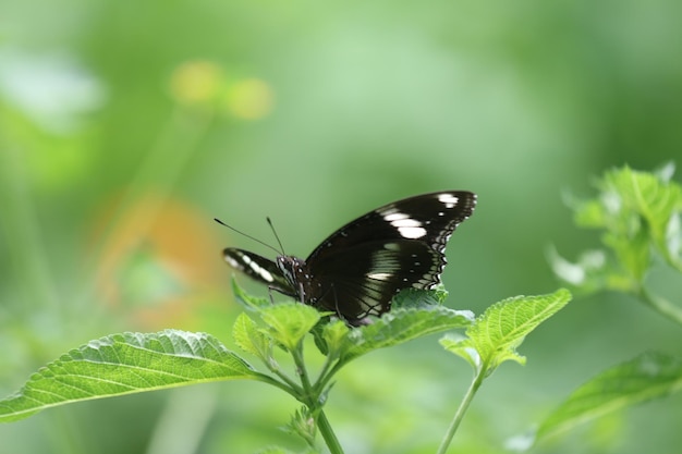 A selective focus shot of a magnificent butterfly sitting on a beautiful pink flower