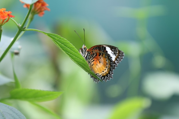 A selective focus shot of a magnificent butterfly sitting on a beautiful pink flower