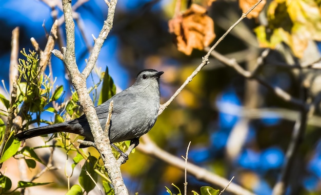 Selective focus shot of a mockingbird perched on a tree branch on a sunny day