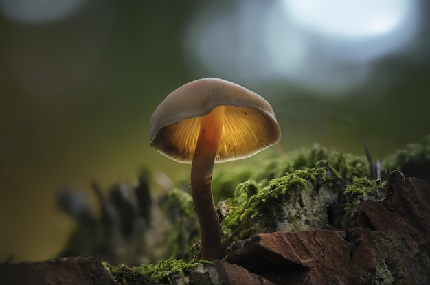 Выборочный снимок гриба