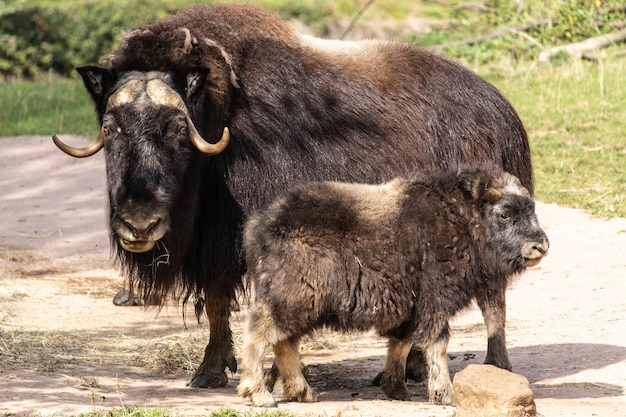 Selective focus shot of muskox standing on the ground with its baby