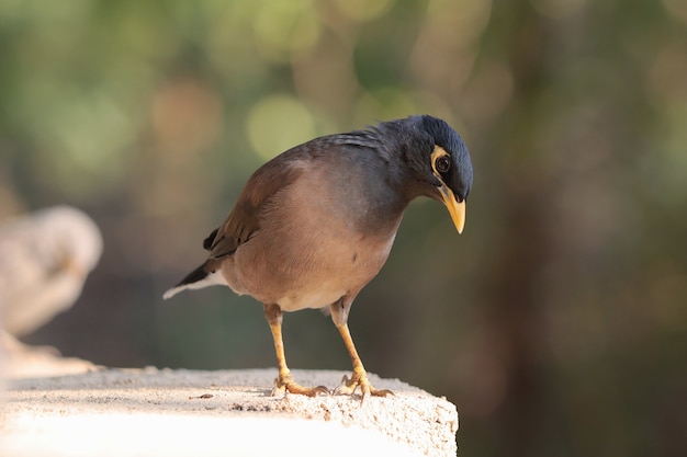 Selective focus shot of a myna bird perched outdoors