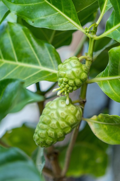 Selective focus shot of Noni fruits