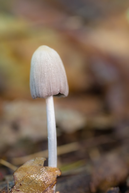 Фото Селективный снимок небольшого гриба микена, растущего в лесу