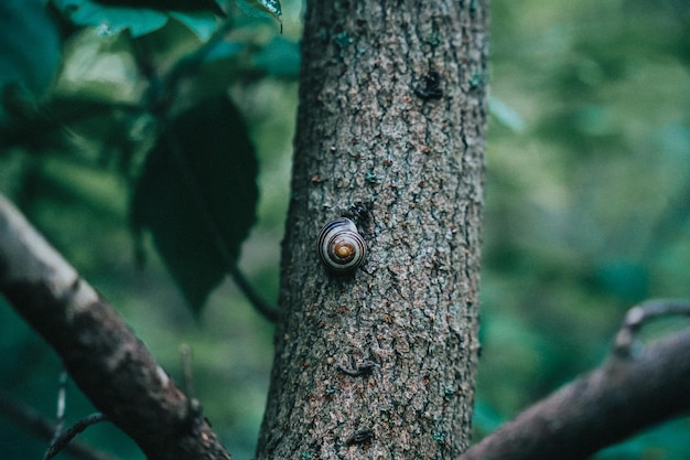 숲에서 나무 줄기에 달팽이의 선택적 초점 샷