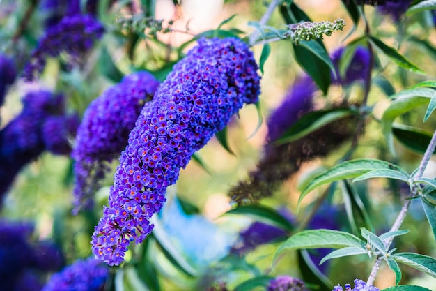 사진 피는 보라색 buddleja의 선택적 초점 샷