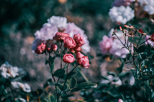 庭のピンクのバラの選択的なフォーカスショット