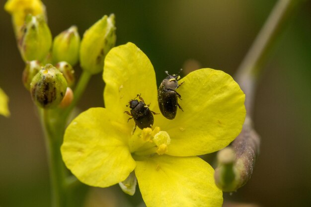 Selective focus shot of a rapeseed beetle on a yellow flower