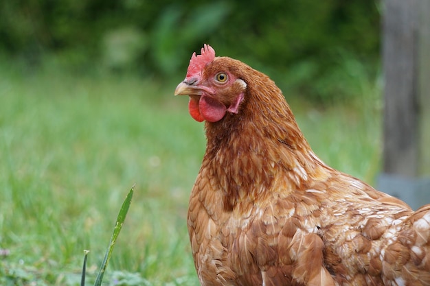 Selective focus shot of a red chicken in the garden