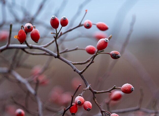 Selective focus shot of red rosehip