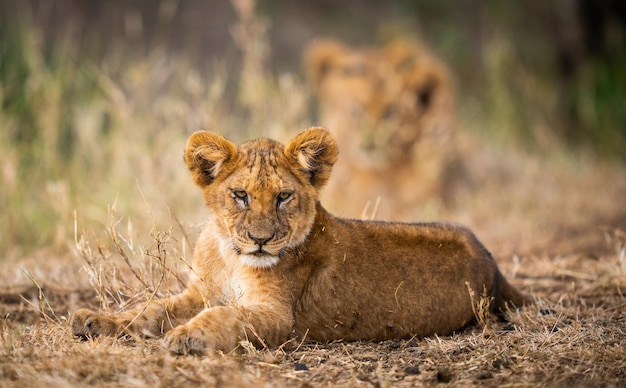 Colpo di messa a fuoco selettiva di un cucciolo di leone a riposo con i fratelli maggiori sul retro in tanzania