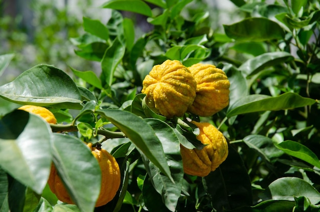 Селективный снимок спелых горьких апельсинов