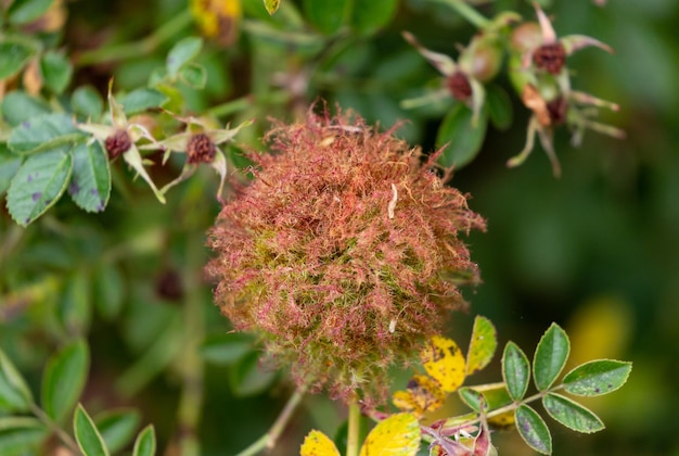 Selective focus shot of rose bedeguar gall