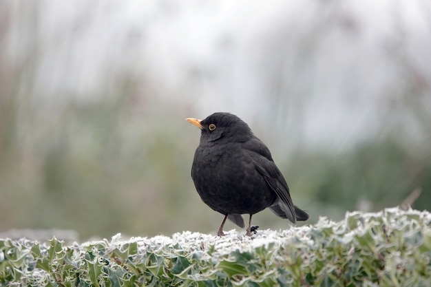 Selective focus shot of a small blackbird on green leaves in wintertime