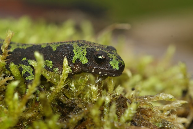 Selective focus shot of a terrestrial juvenile marbled newt, Triturus marmoratus on green moss