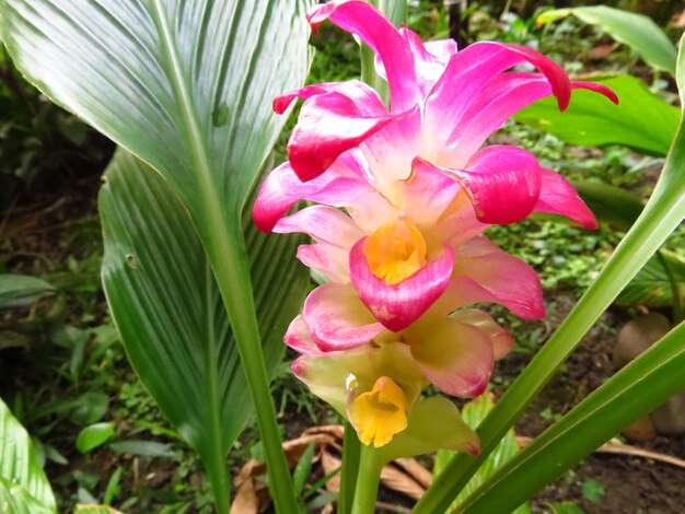 Selective focus shot of turmeric flower