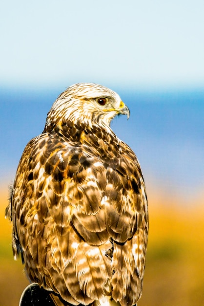 Selective focus shot of an upland buzzard