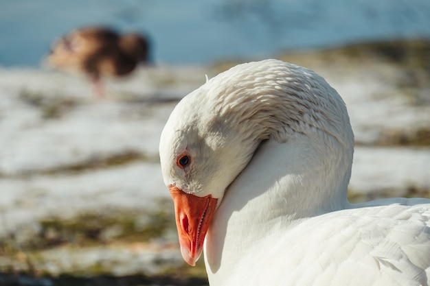 Selective focus shot of a white goose