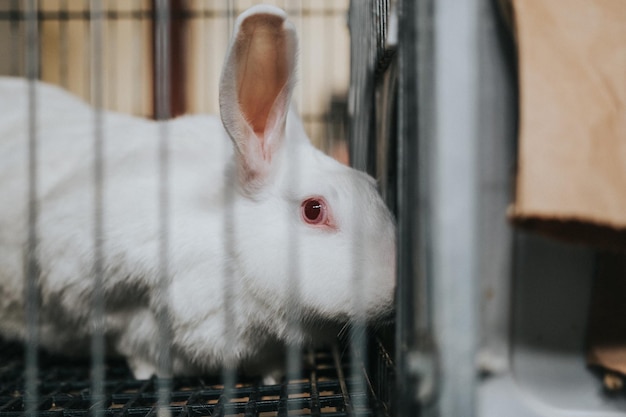 Selective focus shot of a white rabbit on a cage