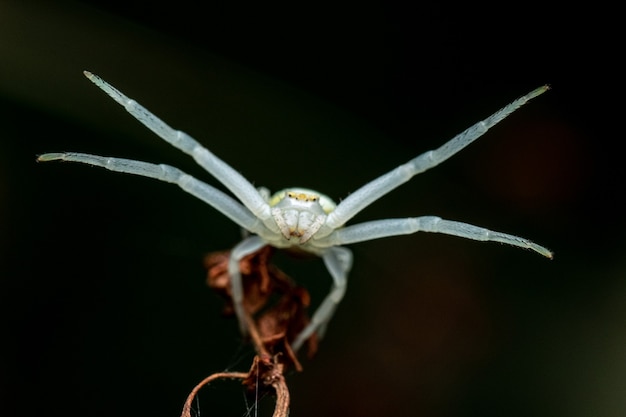 Selective focus shot of a white sea spider in its natural habitat