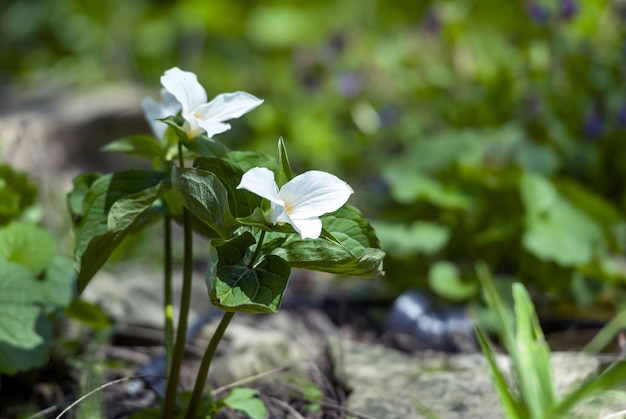 Selective focus shot of white trillium flowers blooming