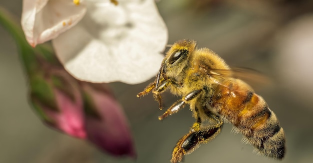 Colpo di messa a fuoco selettiva di un'ape operaia che raccoglie il nettare da un fiore