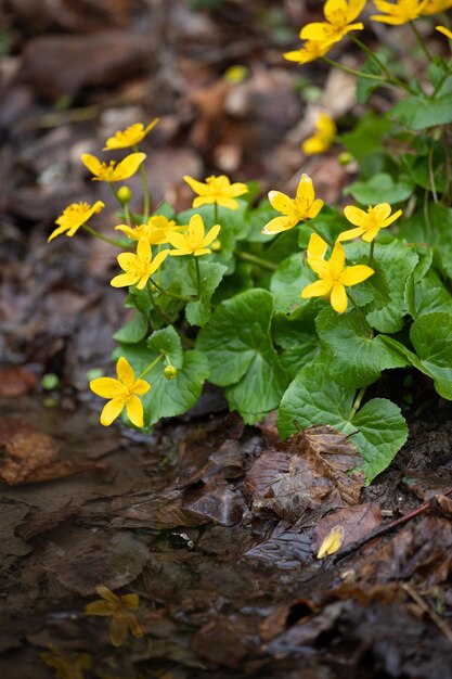 Photo selective focus shot of yellow marsh marigold flowers in the forest