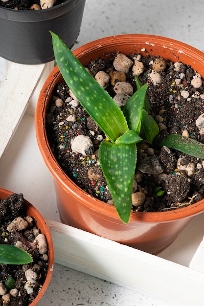 selective focus, small sprouts of the aloe Vera plant in pots on a light table