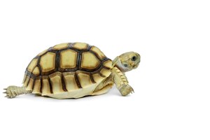 selective focus, small turtle isolated on a white background. file contains with clipping path so easy to work.