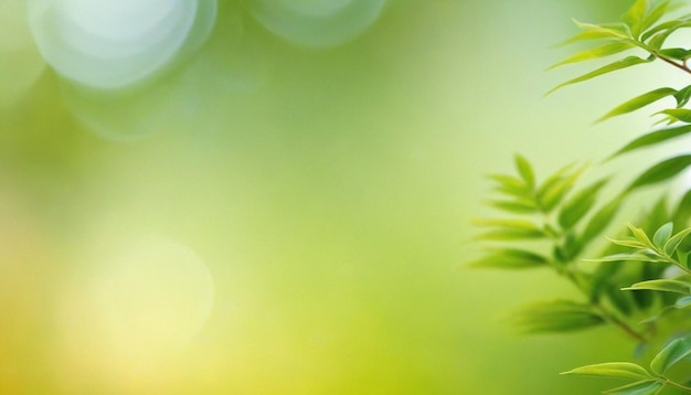 Selective focus of soft foliage with a summer light background