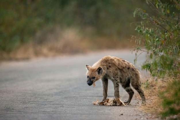 Selective focus of a Spotted hyena eating something from the ground in Kruger National park