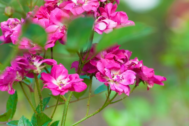 Selective focus. Spring background. Spring flowers.