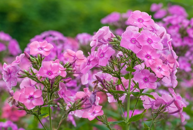 Selective focus. Spring background. Spring flowers.