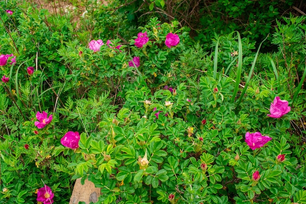 Selective focus. Spring background. Spring flowers.