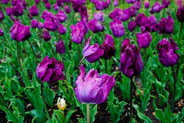 Selective focus. Spring background. Spring flowers.