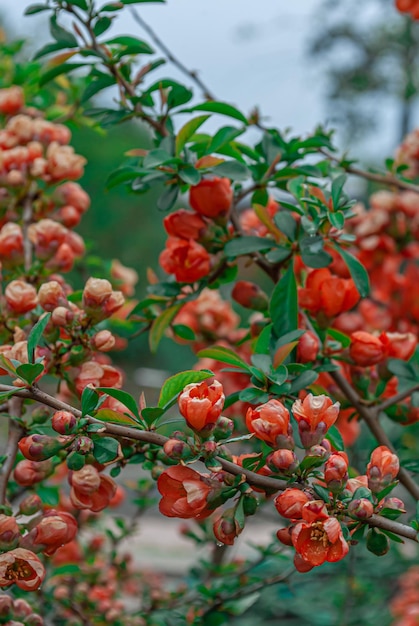 セレクティブ フォーカス。春の背景。春の花。