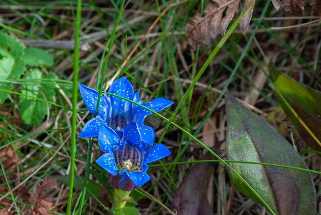 Selective focus. Spring background. Spring flowers.