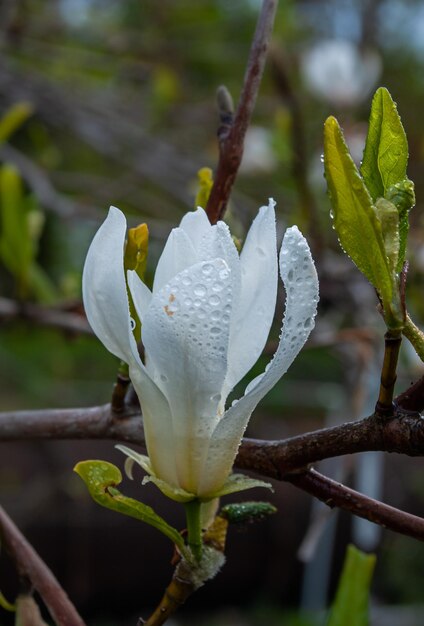 Photo selective focus. spring background. spring flowers.