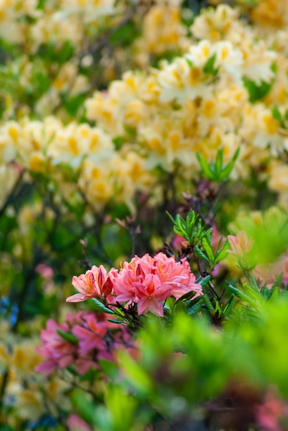 Selective focus. Spring background. Spring flowers.