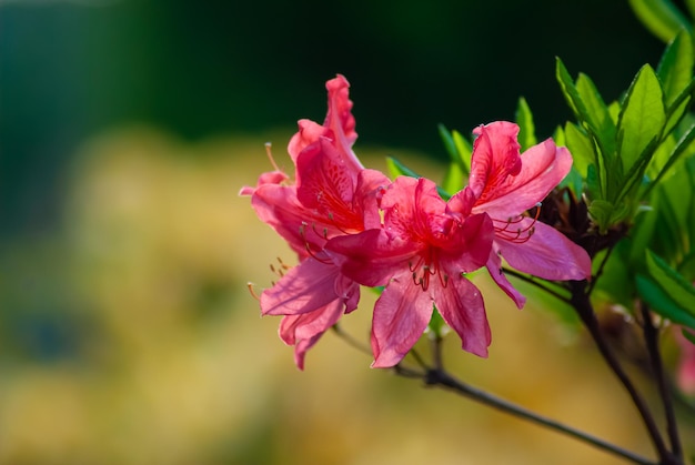 Photo selective focus. spring background. spring flowers.