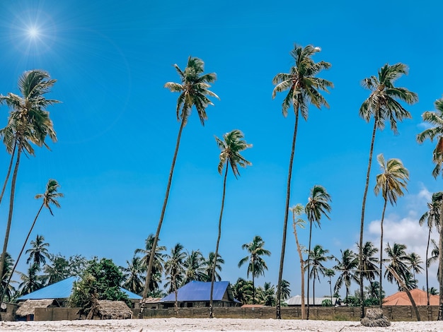 Selective focus tall palm trees and bungalows with cane roofs set against a beautiful blue sky