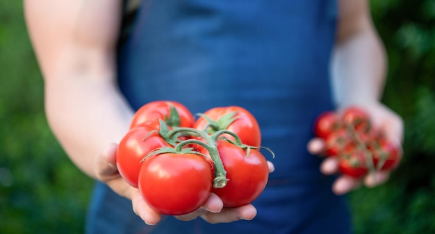 Selective focus of tomato bunch in hand of man