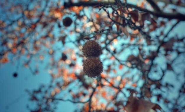 Selective focus on two fruits of a platanus x hispanica tree in seville spain cinematic effect