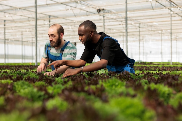 Photo selective focus on two men checking plants development pointing at plant discovering problem while doing quality control. diverse greenhouse workers cultivating vegetables in hydroponic enviroment.