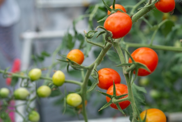 Селективный фокус овощного и фруктового сельского хозяйства свежие томатные фермы