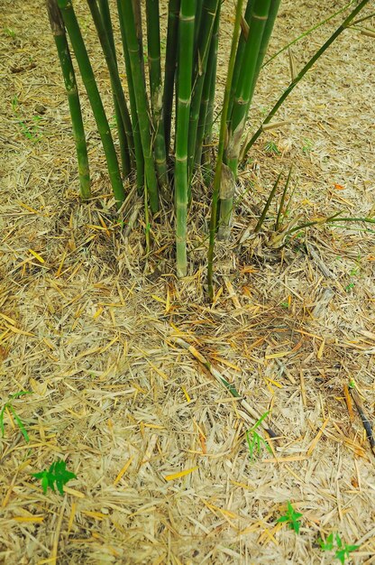 Selective focus View of a defocused bamboo forest during a sunny day